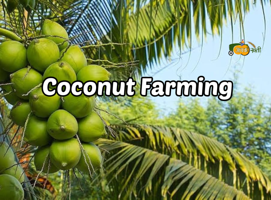 Coconut Farming