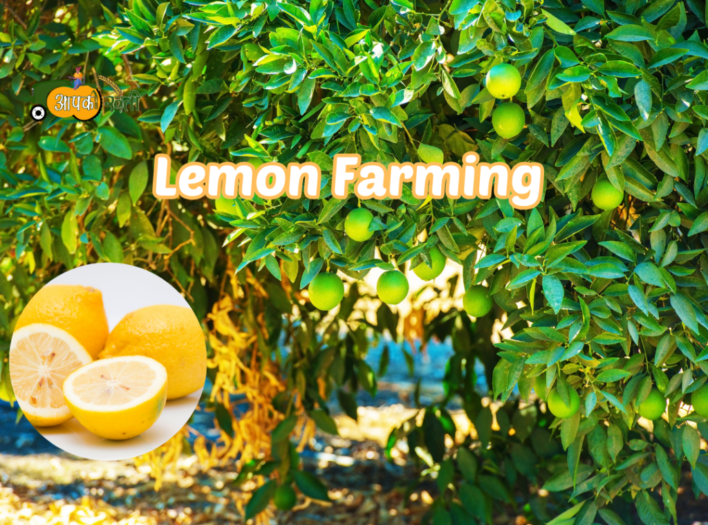 Lemon farming