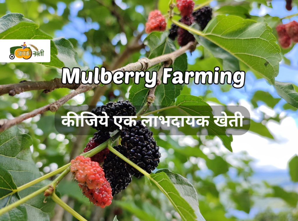 Mulberry Farming