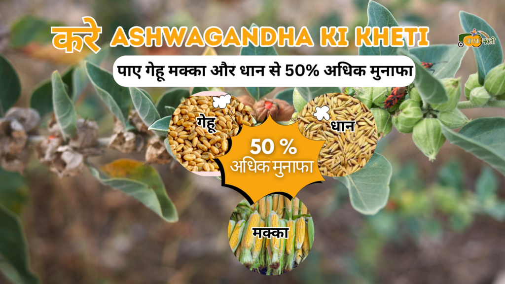 Ashwagandha ki kheti Aapkikheti.com