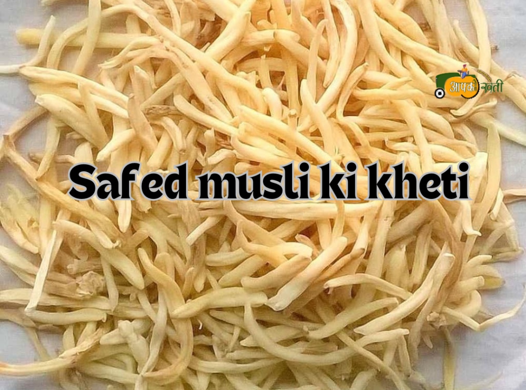 Safed musli ki kheti