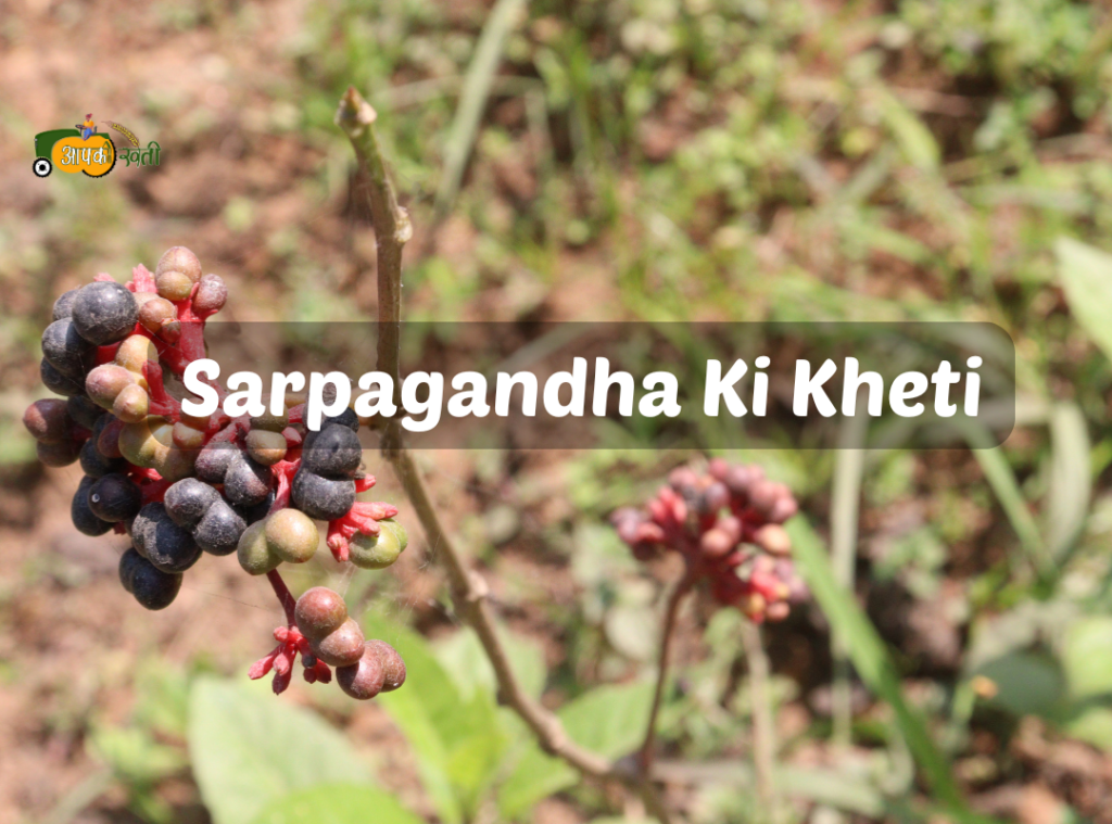 Sarpagandha Ki Kheti