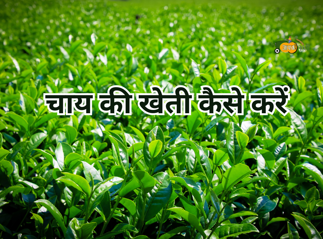 Tea Farming