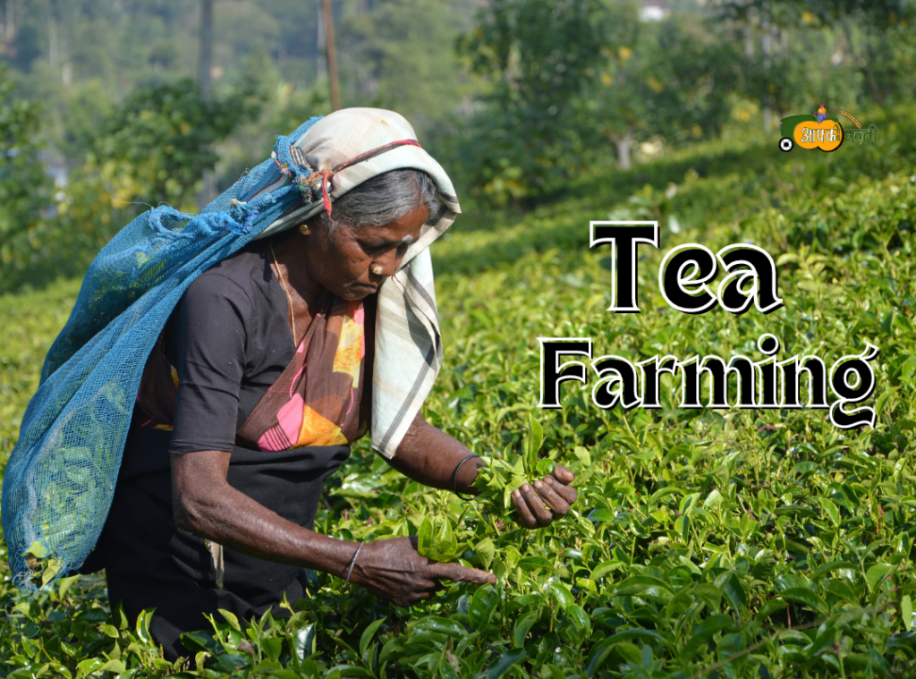 Tea Farming