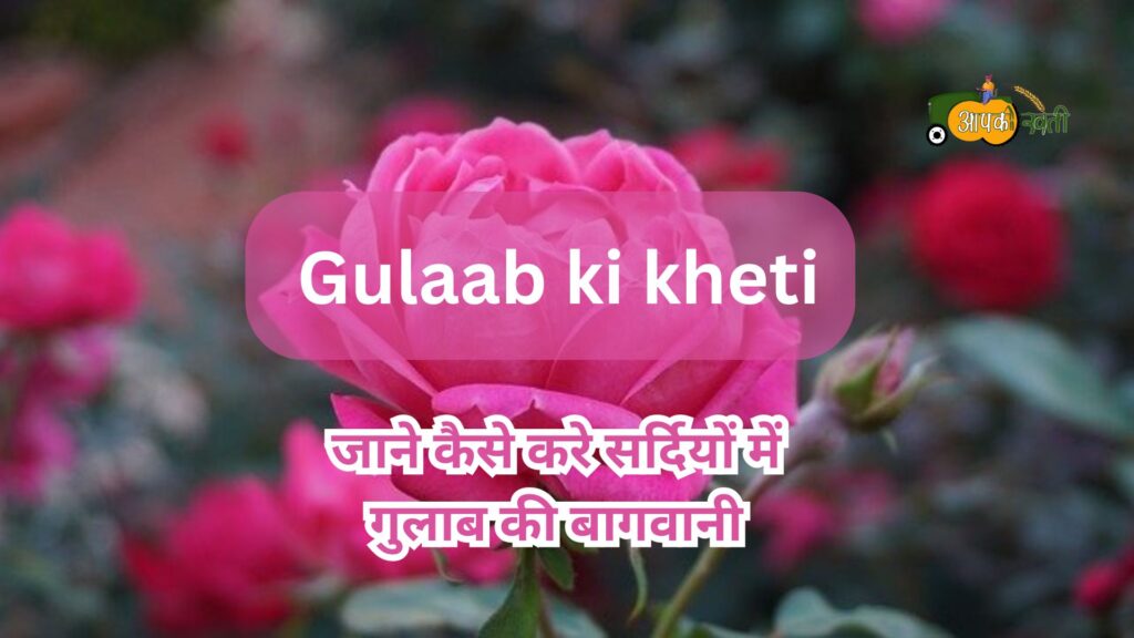 Gulaab ki kheti