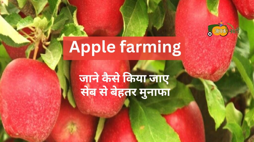 Apple farming