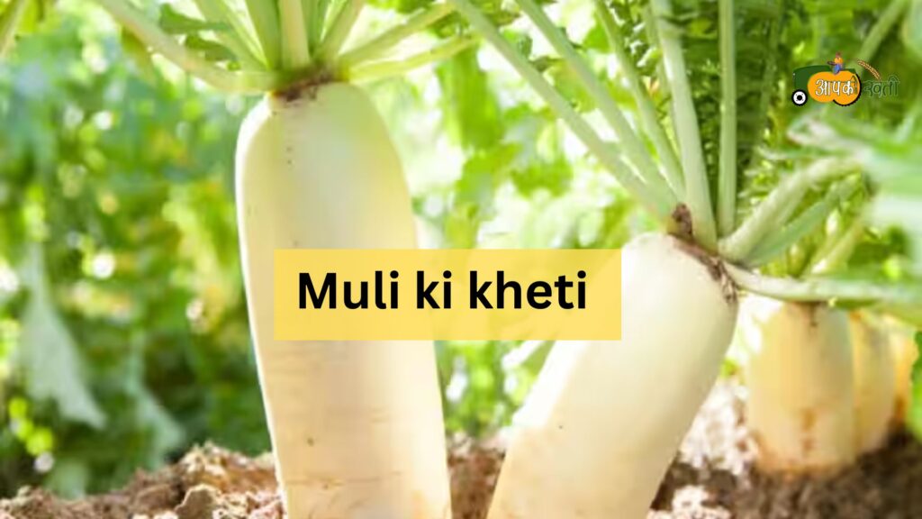 Muli ki kheti