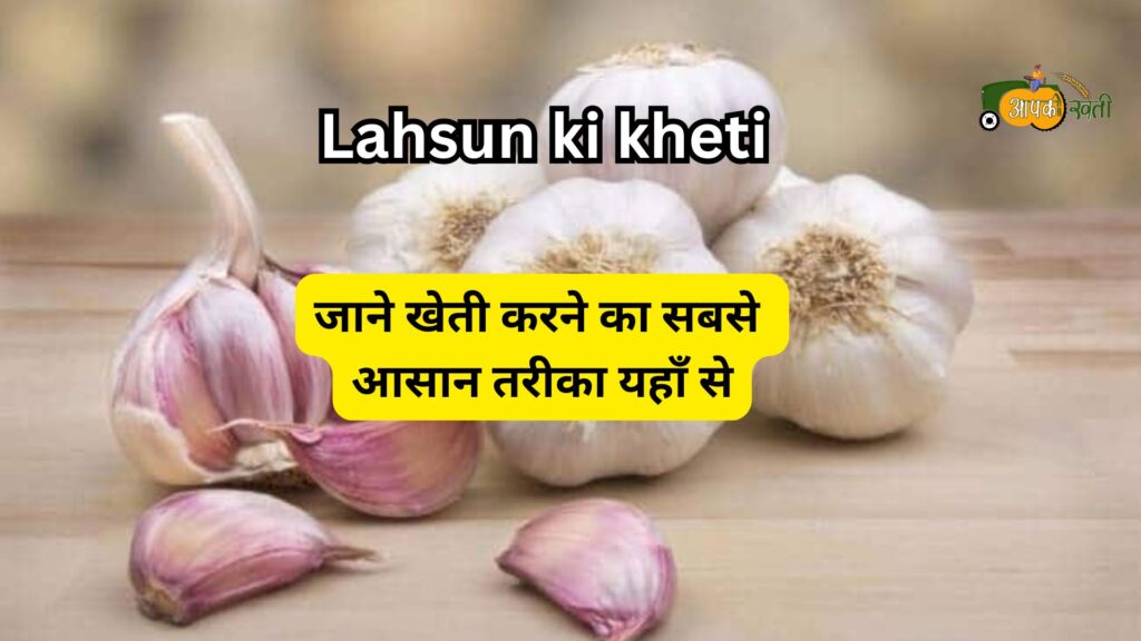 Lahsun ki kheti