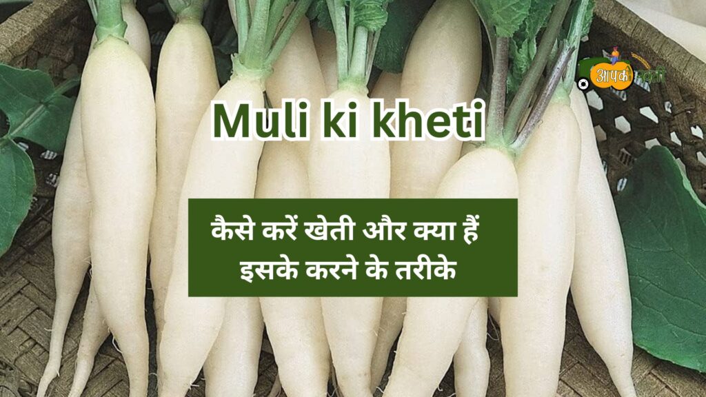 Muli ki kheti