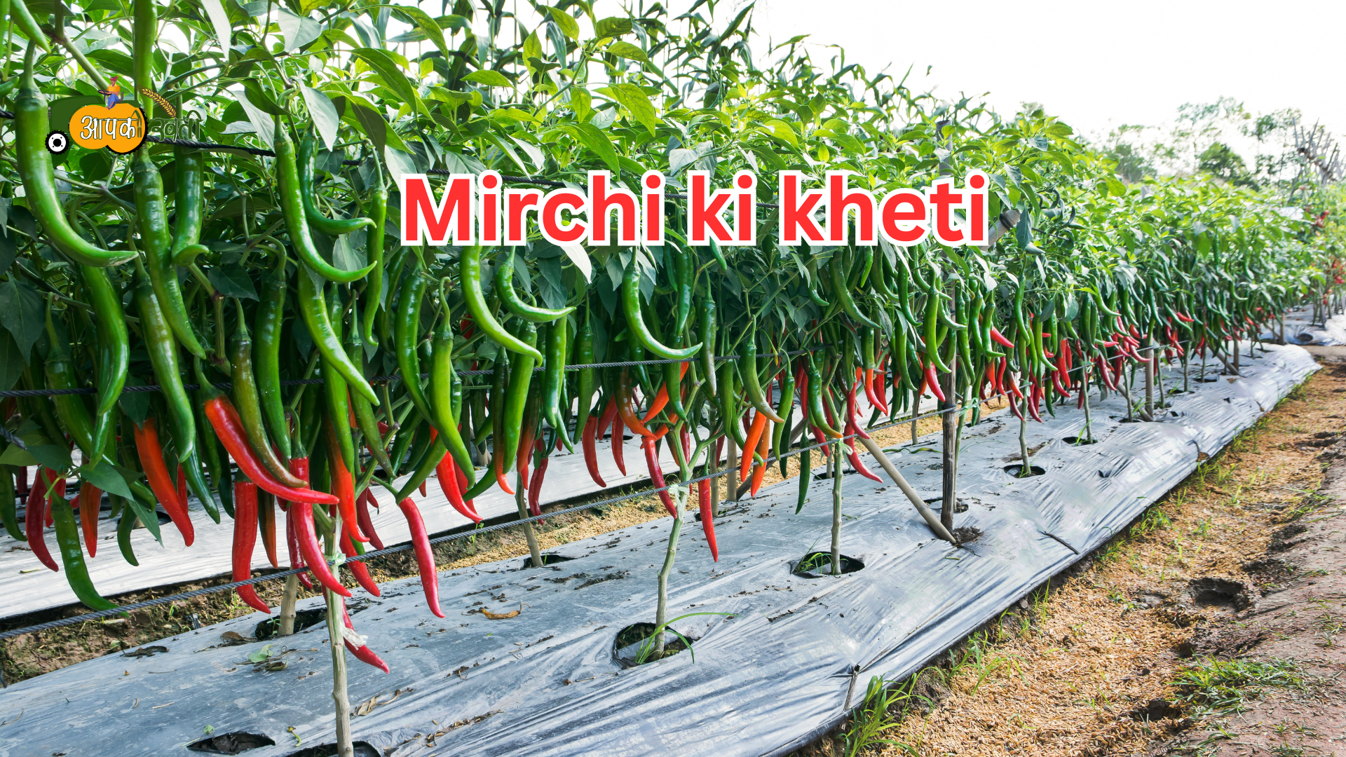 mirchi ki kheti