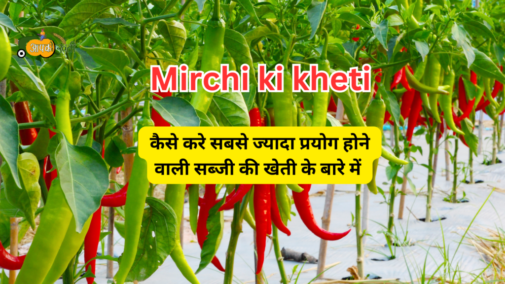 mirchi ki kheti