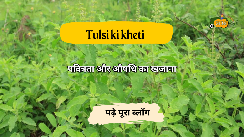 Tulsi ki kheti - Aapkikheti.com