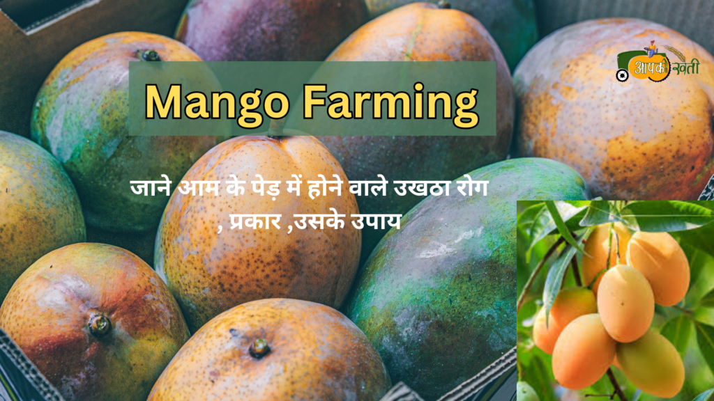 Mango farming Aapkikheti.com