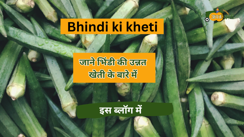 Bhindi ki kheti -Aapkikheti.com