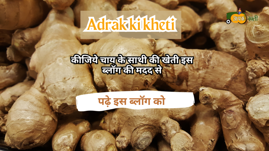 Adrak ki Kheti