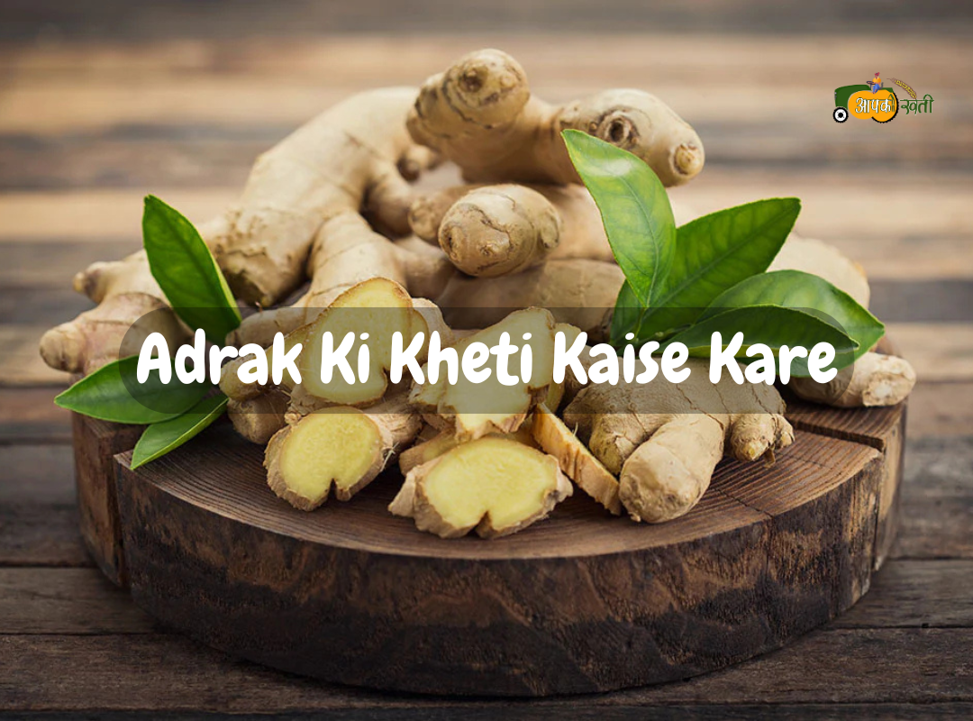 Adrak ki Kheti