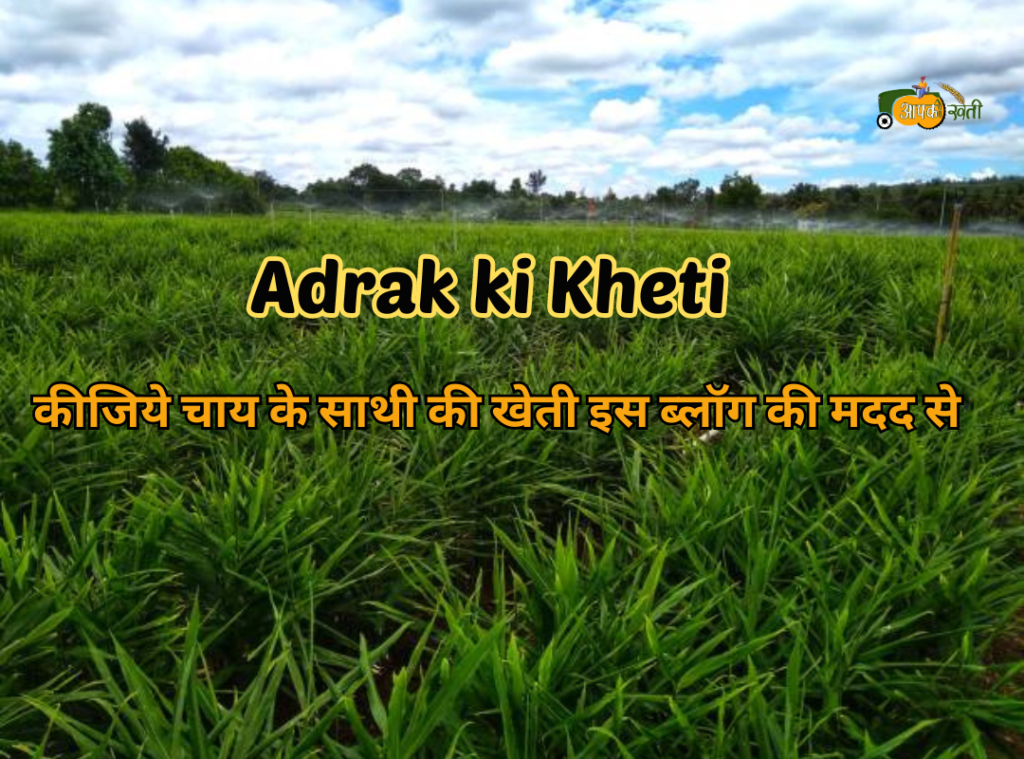 Adrak ki Kheti