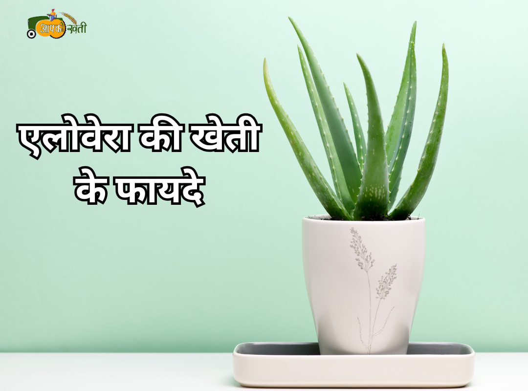 Aloe Vera Ki Kheti