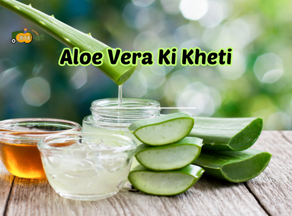 Aloe Vera Ki Kheti