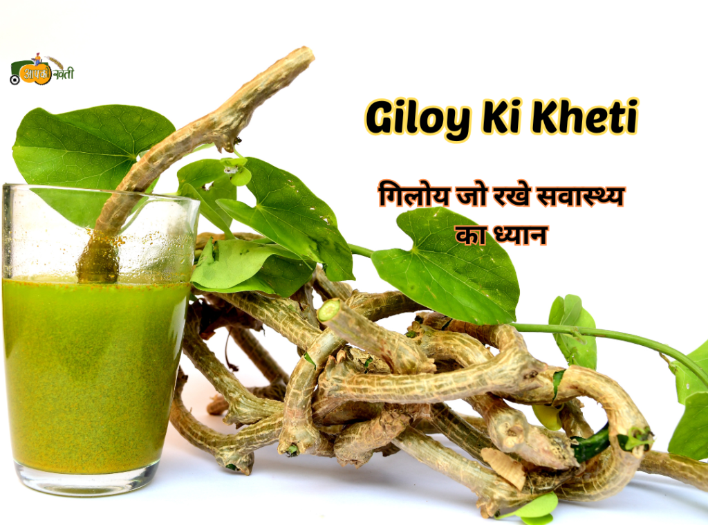 Giloy Ki Kheti