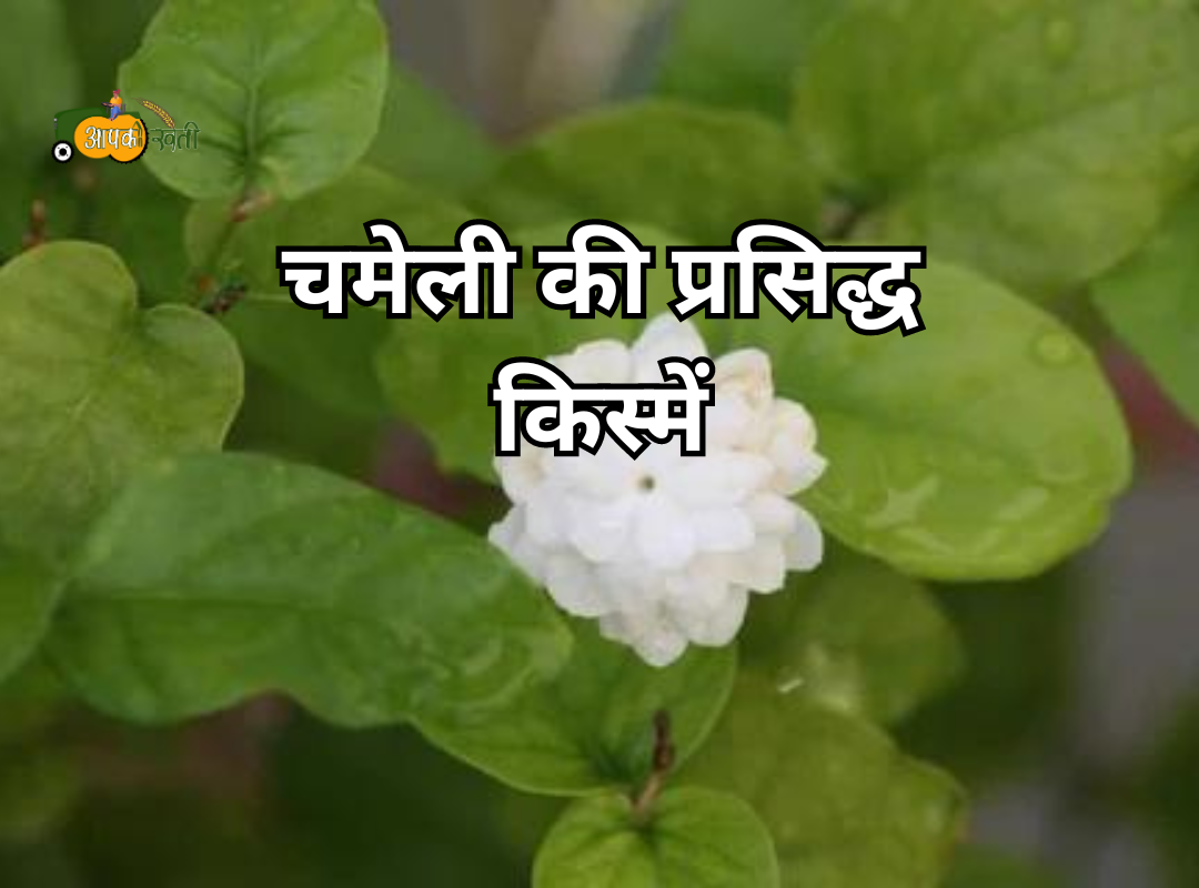 Jasmin Ki Kheti