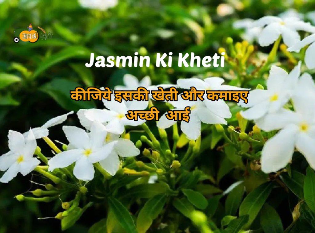 Jasmin Ki Kheti