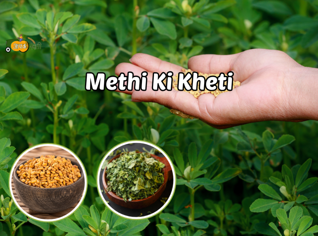 Methi Ki Kheti