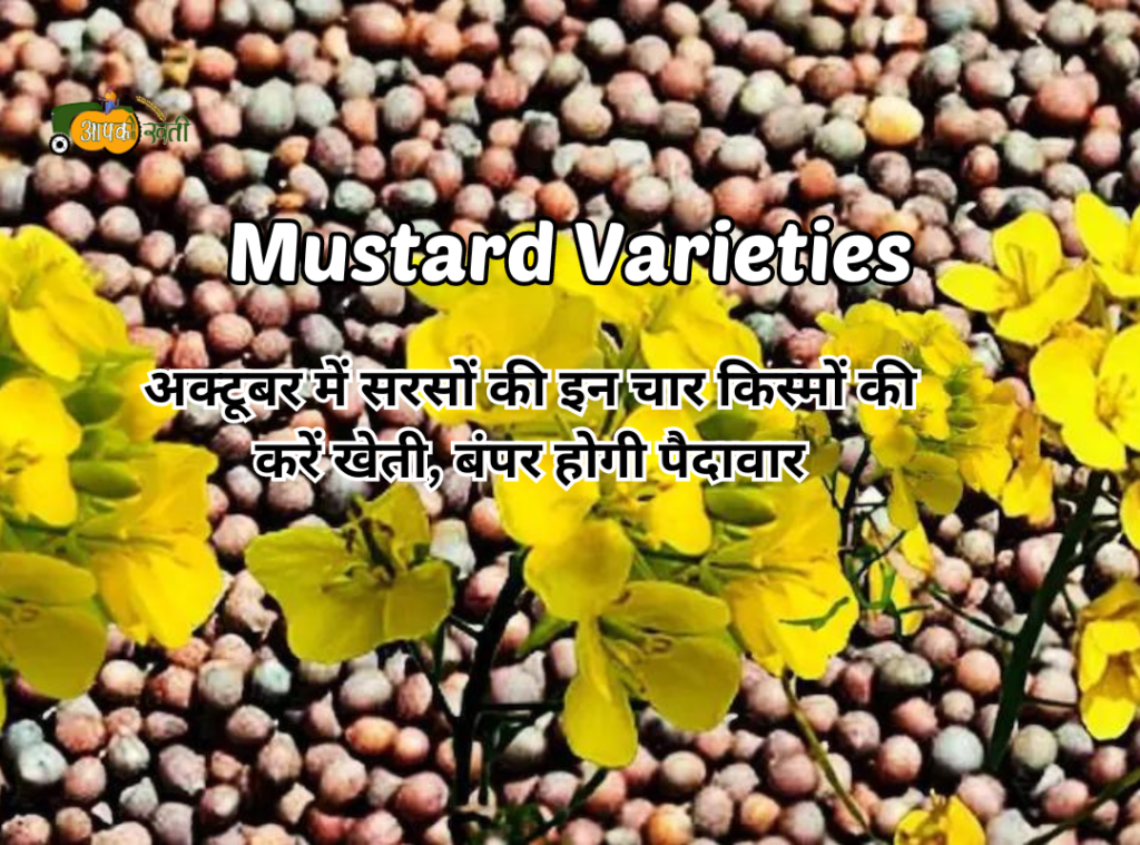 Mustard Varieties