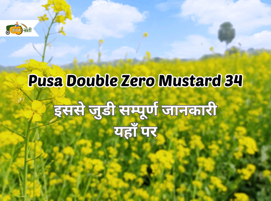 Pusa Double Zero Mustard 34