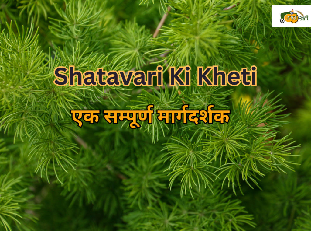 Shatavari Ki Kheti