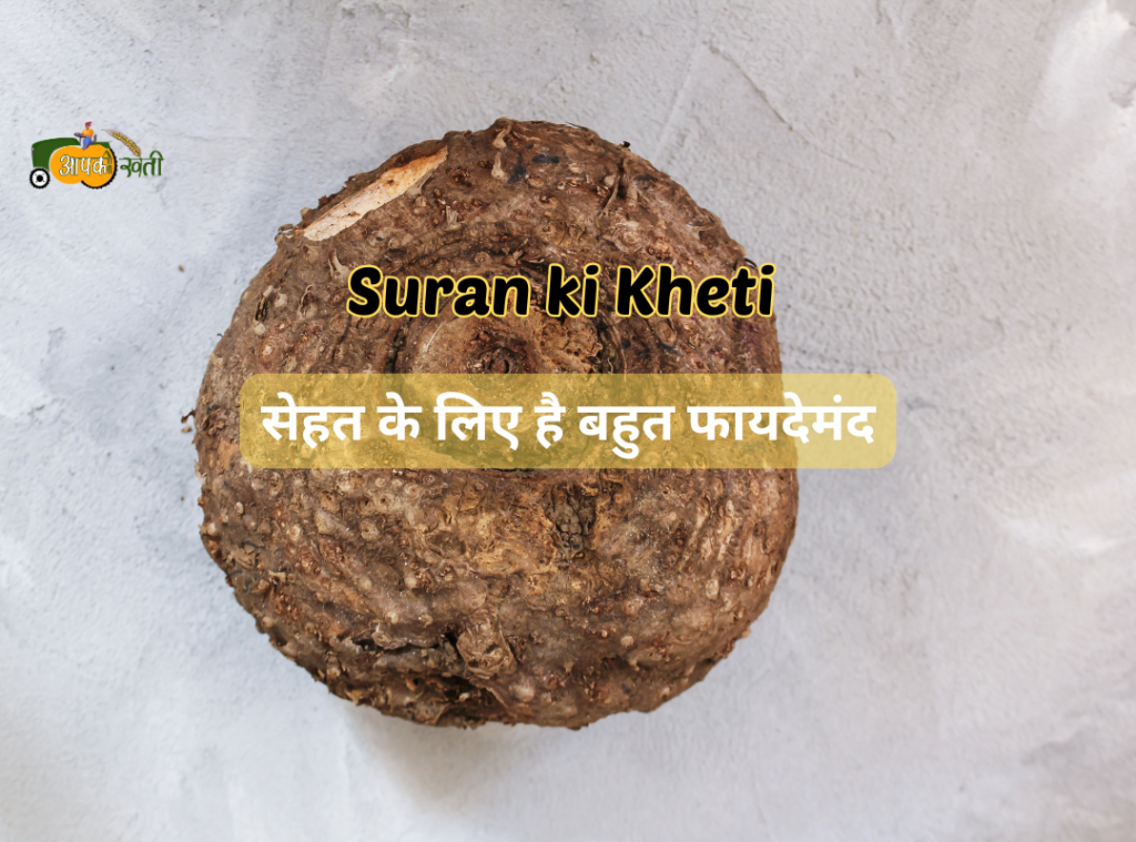 Suran ki Kheti