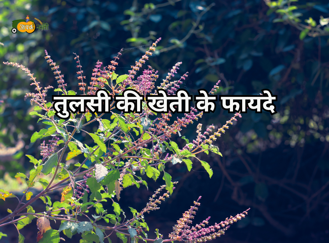 Tulsi Ki Kheti