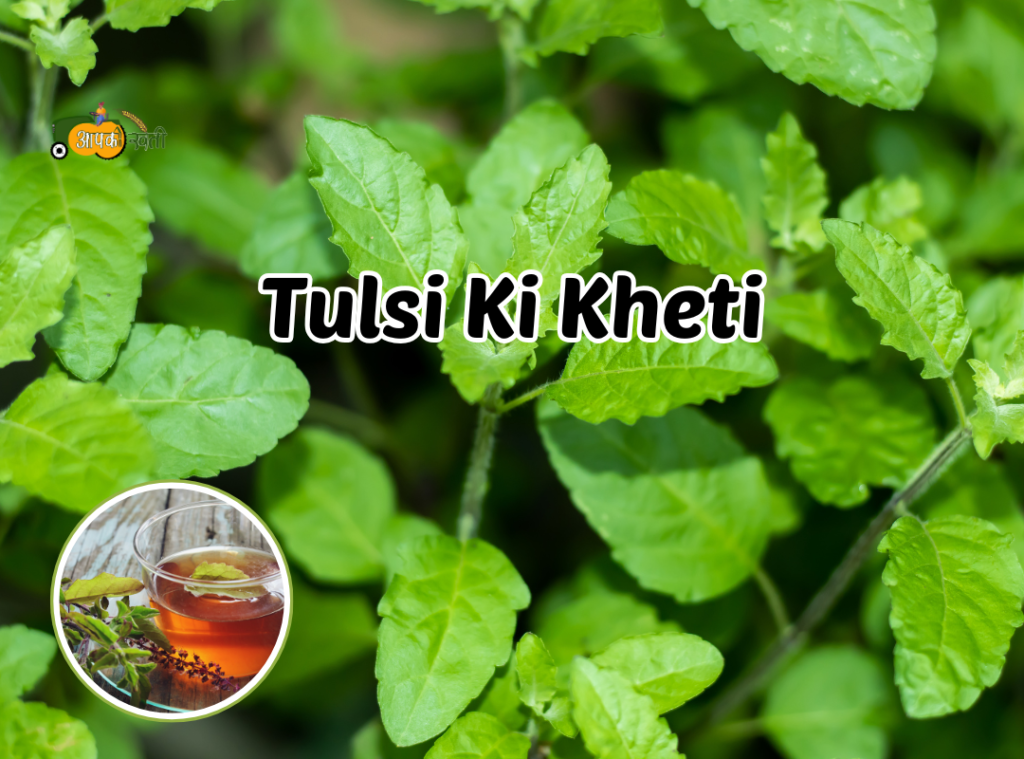 Tulsi Ki Kheti