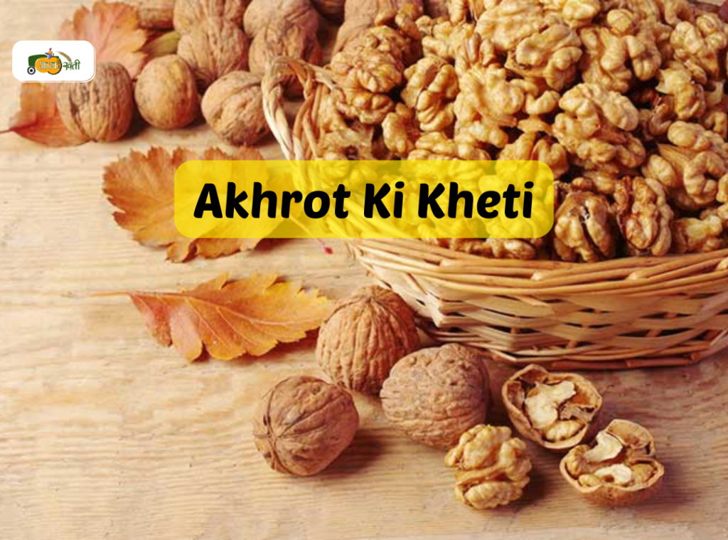 Akhrot Ki Kheti