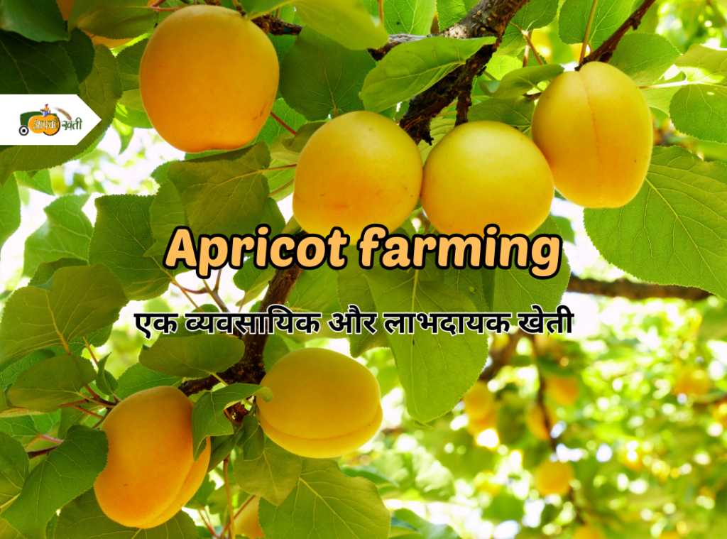 Apricot farming