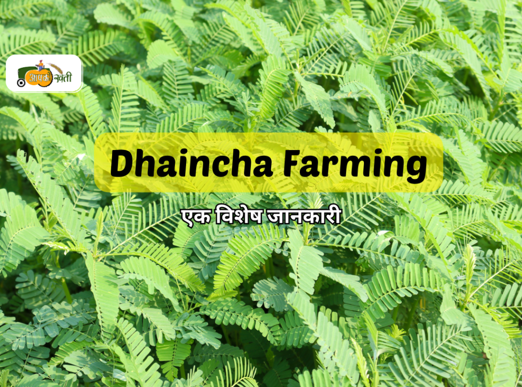 Dhaincha Farming