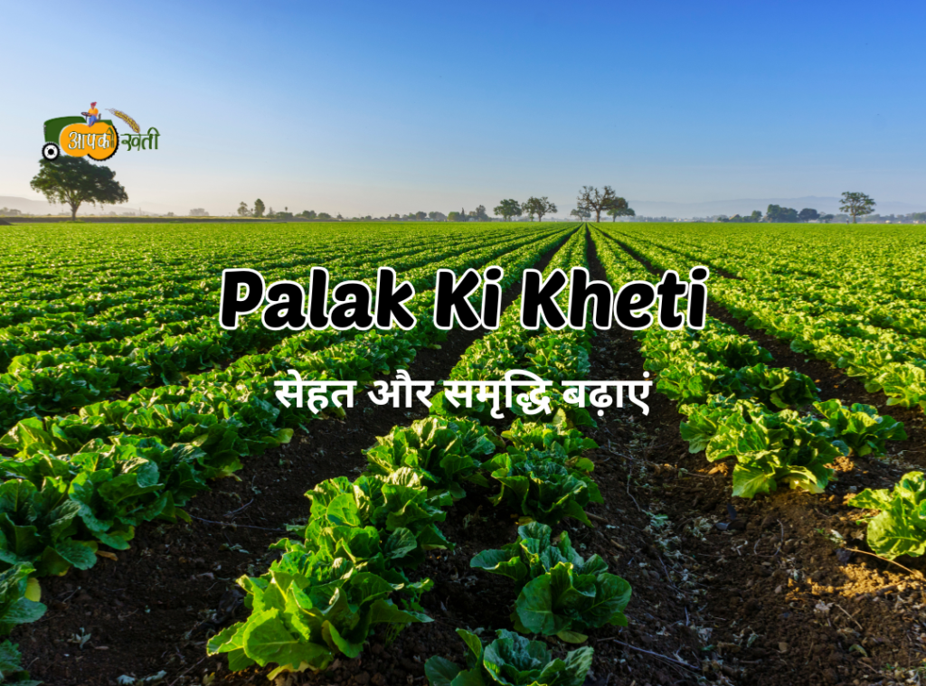 Palak Ki Kheti