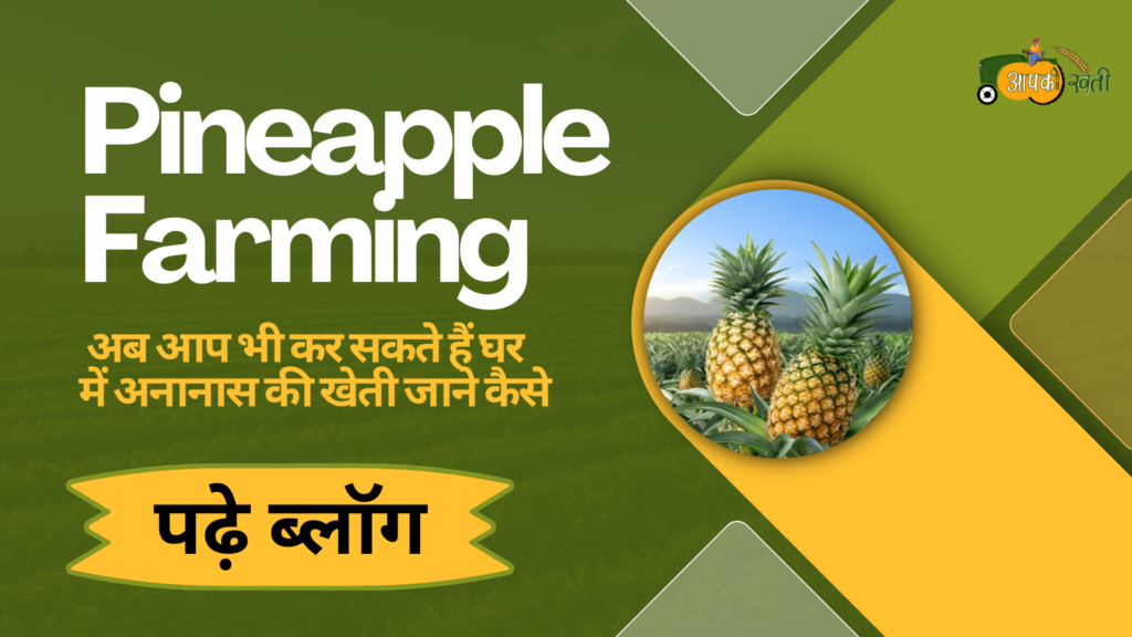 Pineapple farming Aapkikheti.com