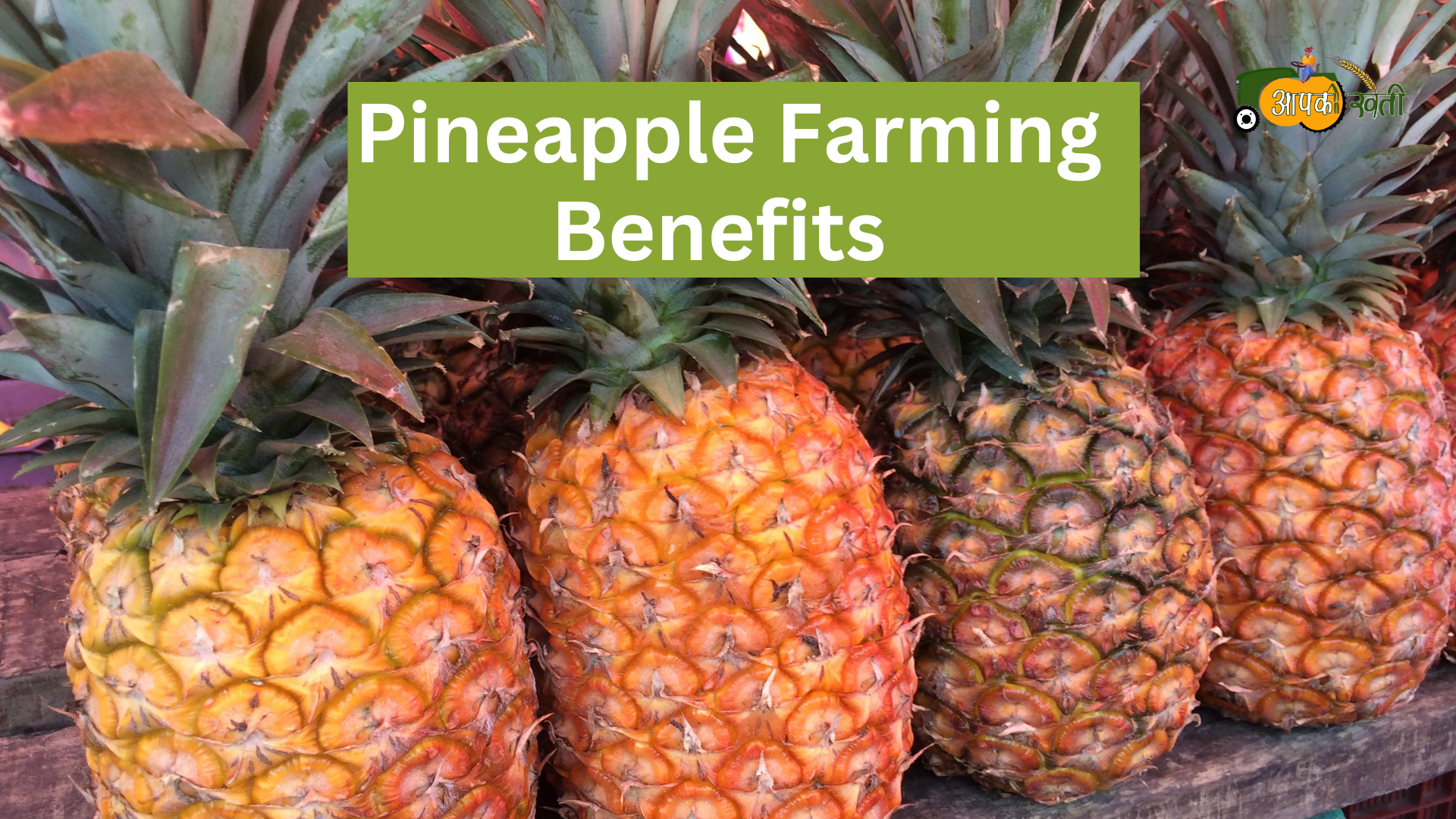 Pineapple farming Aapkikheti.com