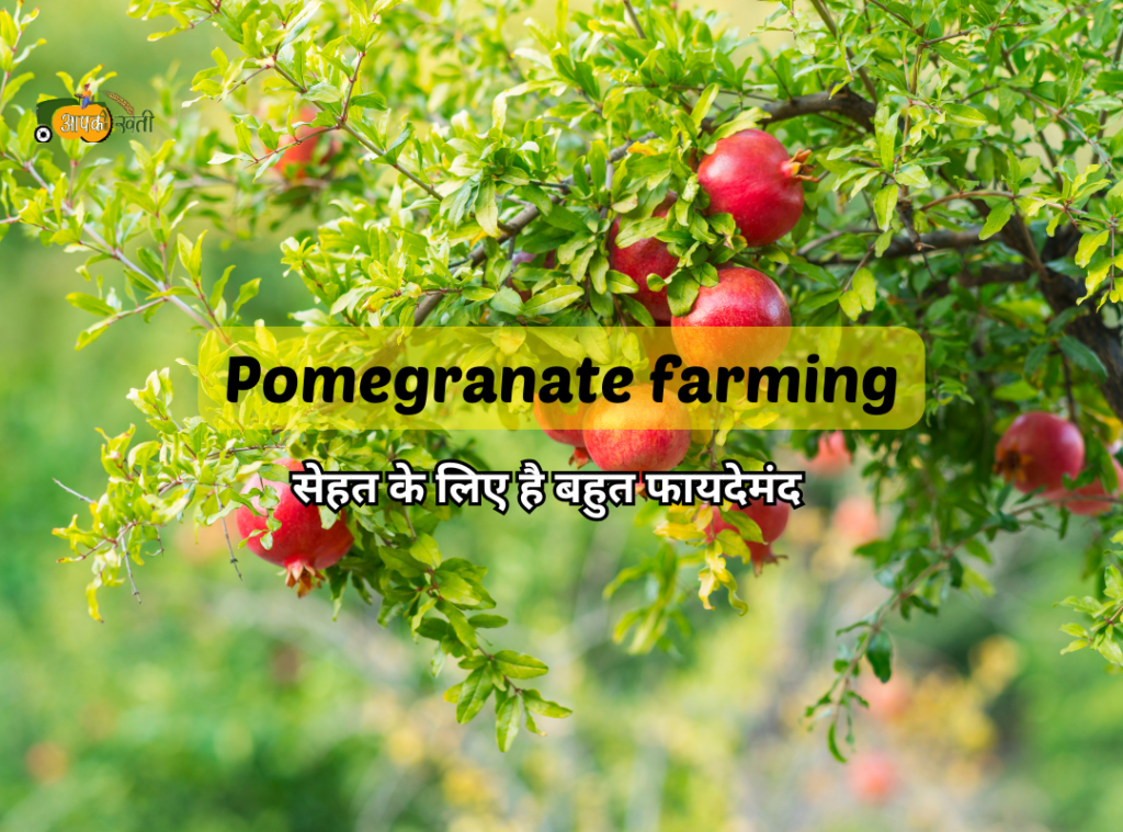 Pomegranate farming