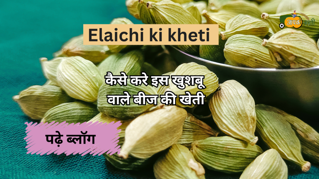 Elaichi ki kheti -Aapkikheti.com