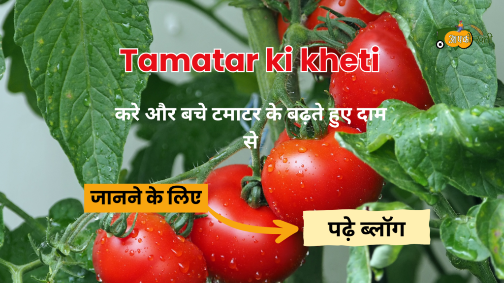 Tamatar ki kheti - Aapkikheti.com