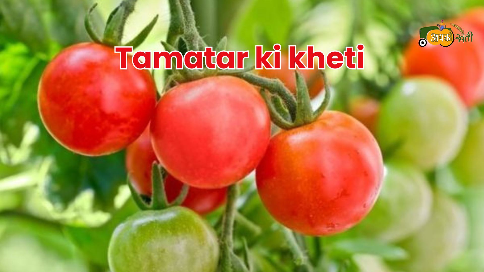 Tamatar ki kheti - Aapkikheti.com