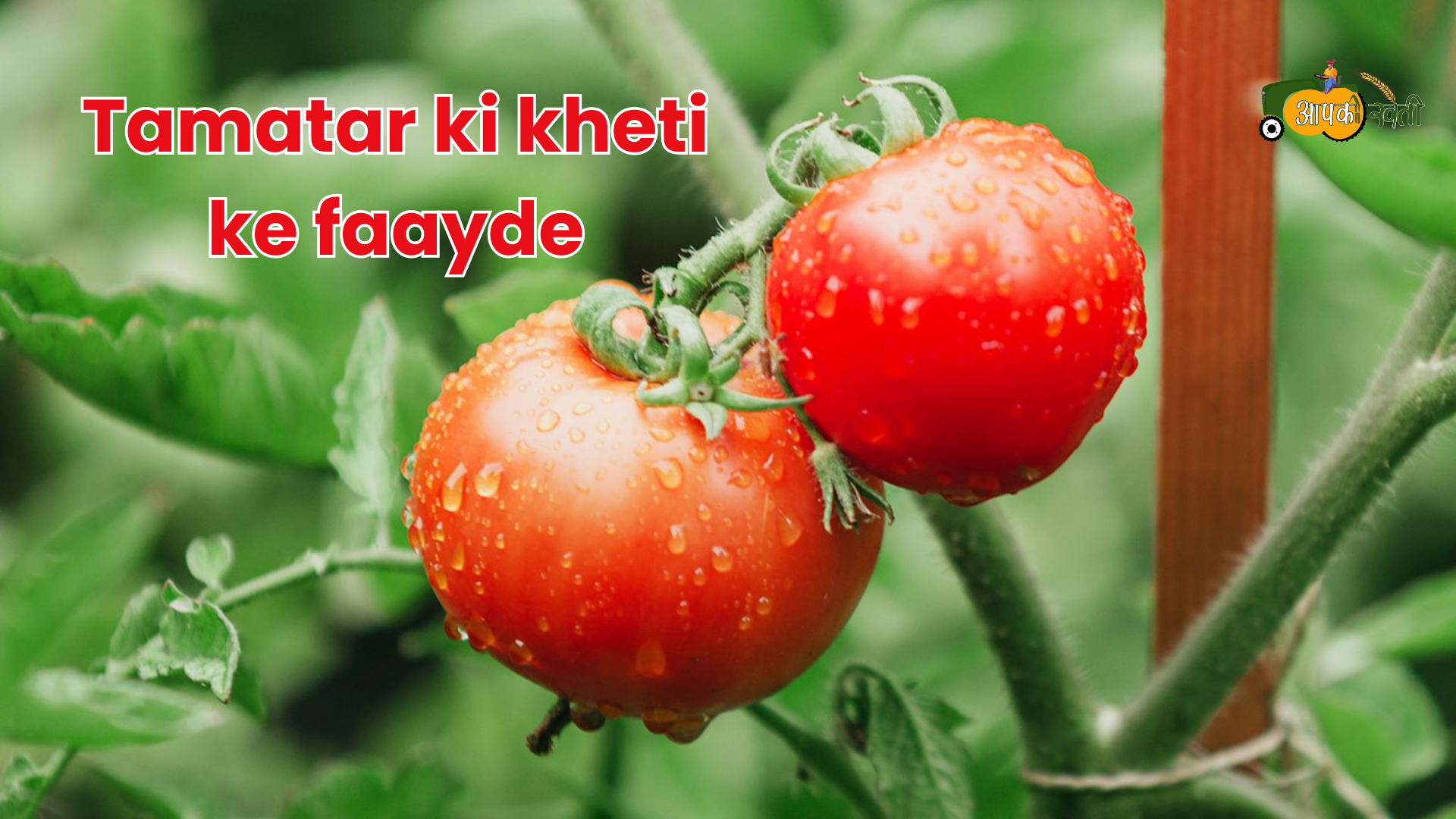 Tamatar ki kheti - Aapkikheti.com