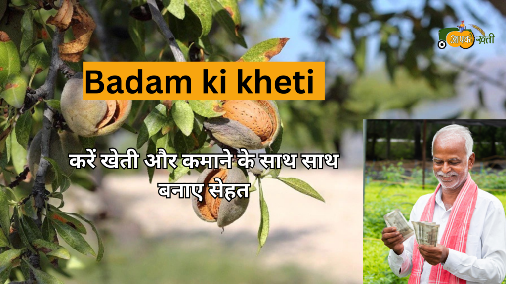 Badam ki kheti Aapkikheti.com