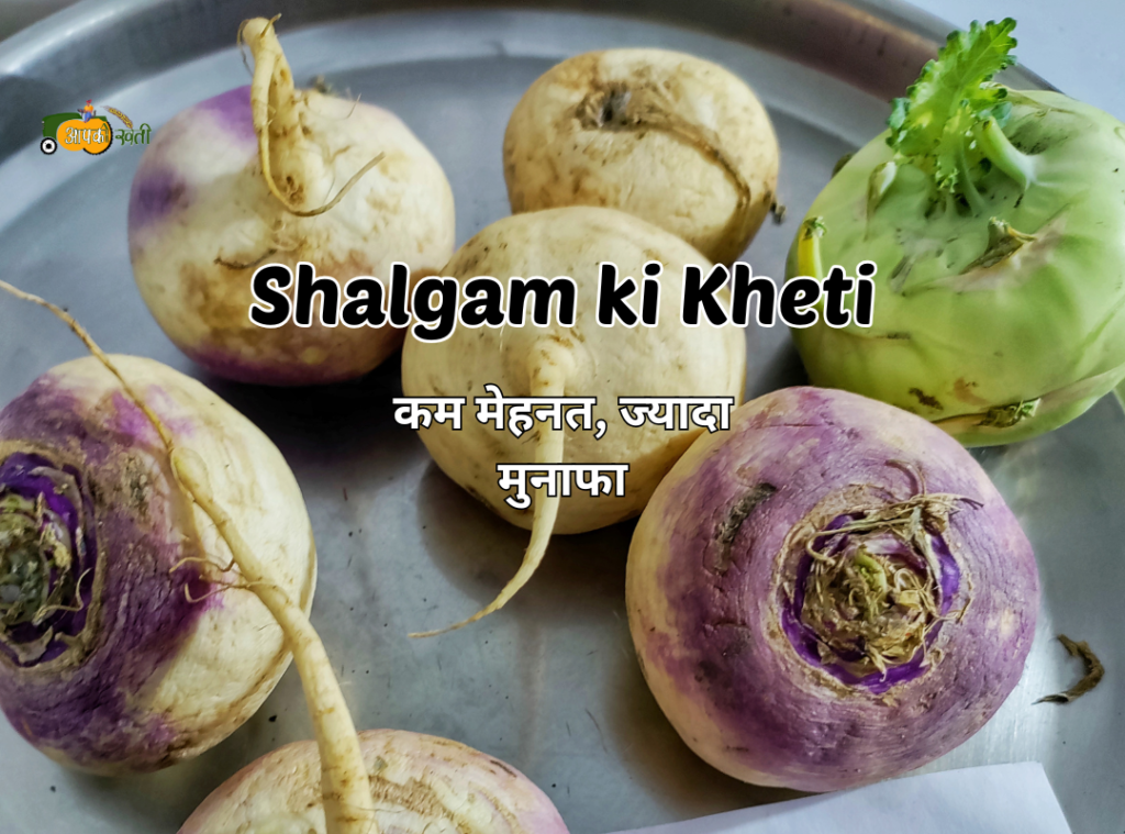 Shalgam ki Kheti