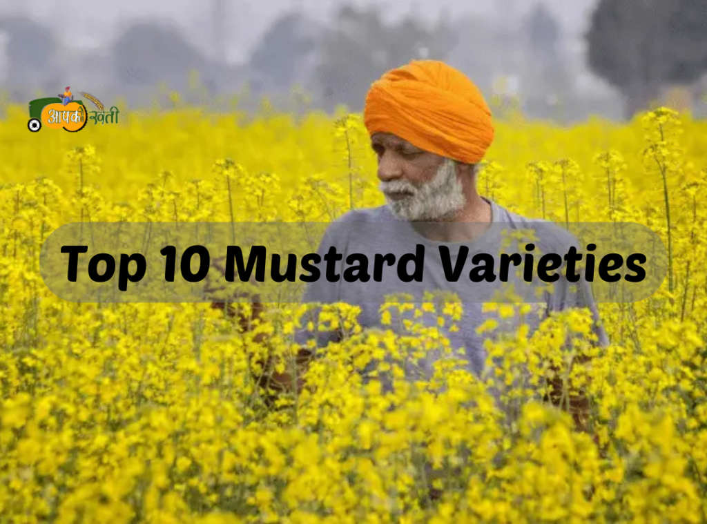 Top 10 Mustard Varieties