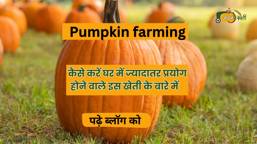 Pumpkin farming-Aapkikheti.com