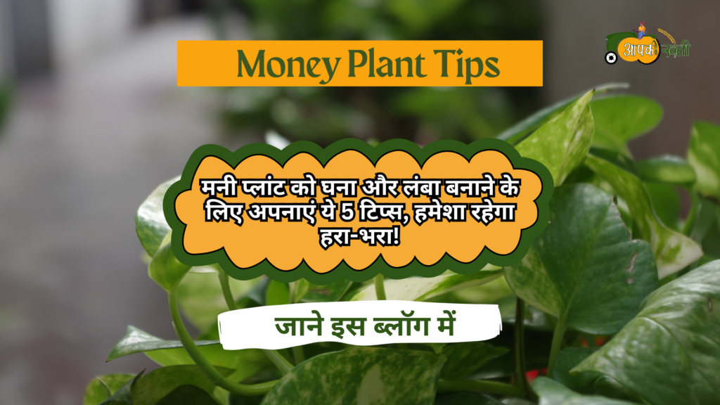 Money Plant Tips -Aapkikheti.com