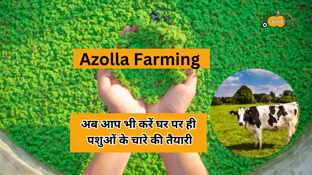 Azolla Farming Aapkikheti.com